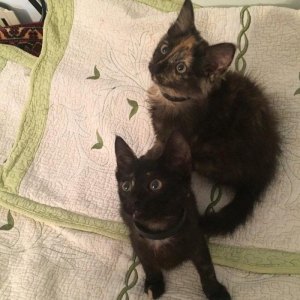 Pişik ballaları. 2 aylıqdir. Ev yeməkləri və pişik yeməkləri ilə