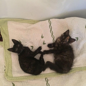 Pişik ballaları. 2 aylıqdir. Ev yeməkləri və pişik yeməkləri ilə