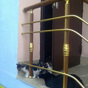 Pişik ballaları. 2 aylıqdir. Ev yeməkləri və pişik yeməkləri ilə