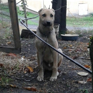 atasi pitbul anasi coban iti satilir dorduncu ayindadir