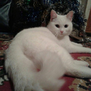 Türk anqorasi 2 yaşlı dişi pişik. Ağıllı və sakit pişikdi.insana yaxşı