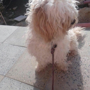 balonka itlər.. balaca itlər satılır.. ağ it anasıdır.. böyüyəndə belə