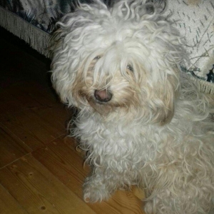 balonka itlər.. balaca itlər satılır.. ağ it anasıdır.. böyüyəndə belə