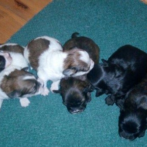 balonka itlər.. balaca itlər satılır.. ağ it anasıdır.. böyüyəndə belə