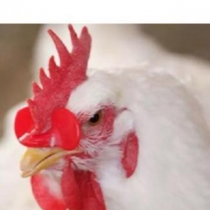 Xoruz ve toyuq üçün eyneklerToyuq ve xoruz üçün eynekler , bir biri i