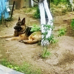 Dostlar afcarka balasi var isdeyen muraciyet ede biler. Su wekildekile