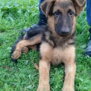 satlir cinsi afcarka elave mellumat whatsapp ve ya