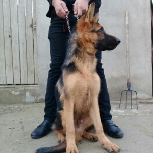 afcarka satlir erkeydi whatsapp ve ya telde elaqe saglaya bilersiz