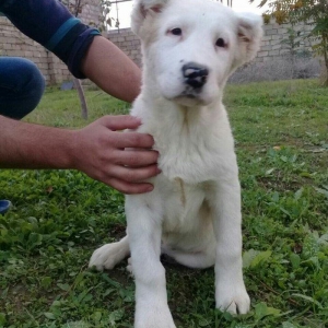 satlir alabydi elave mellumat whatsapp  ve ya teld