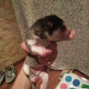 Xaski temiz qan balalari yeni olub isteyen indiden gelib baxib sece