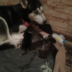 Xaski temiz qan balalari yeni olub isteyen indiden gelib baxib sece