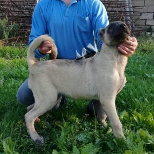 satlir cinsi kan kal elave mellumat whatsap ve ya 