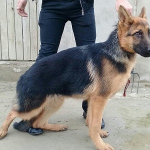 satlir afcarkadi elave mellumat whatsap ve ya teld