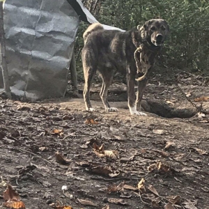 Tecli satram ne telle deywrem it qubadadr isteyen qubadan gotrecek