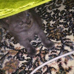 Wotland pişiyi balalarini 1 aylıqdı, sudden ayrılıb qidaya kecibler. B