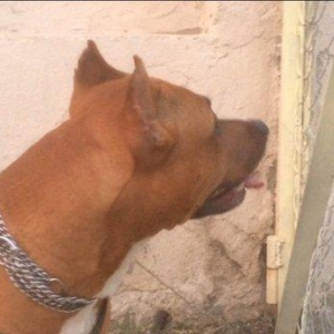 Satiram 1 yaw 4 ay 250 azn  erkey  real alana awag