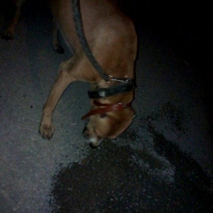 Pitbul. 7ayliqdi 8ci ayin icindedi usdunde iple agizdiginda verirem ev