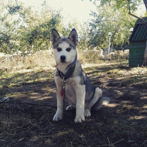 6 ayliq erkey husky...