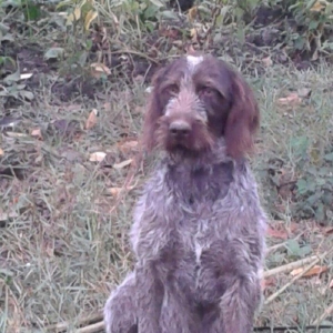 Ela öyredilmiş Dratxar temiz alman ov iti. Balac