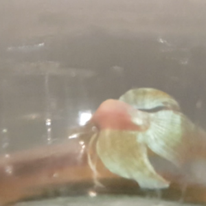 Бойцовая рыбка петушок фото оригинальный