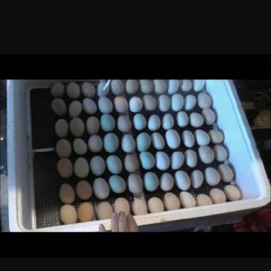 Inkubator tazadi 104 yumurta tutur avtomatikdir