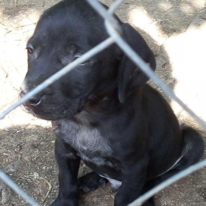 Temiz kuckar cinsdi ov itidi quyrugu kesilib 2 ay balasidi erkekdi pey