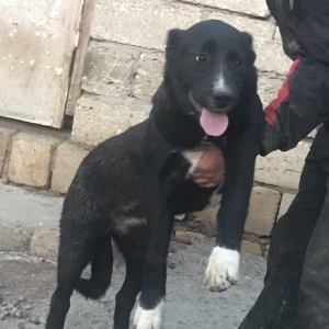 Dağstan çoban iti 5 aylıqdı qancıxtı diger 