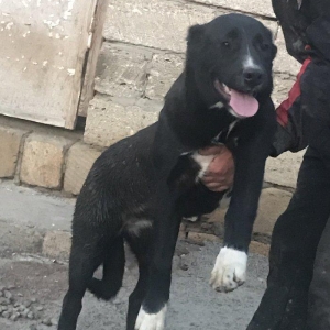 Dağstan çoban iti 5 aylıqdı qancıxtı diger şekildeki anası atasının şe