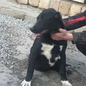 Dağstan çoban iti 5 aylıqdı qancıxtı diger şekildeki anası atasının şe