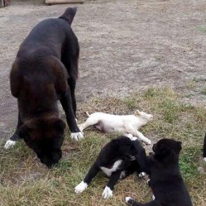 Dağstan çoban iti 5 aylıqdı qancıxtı diger şekildeki anası atasının şe