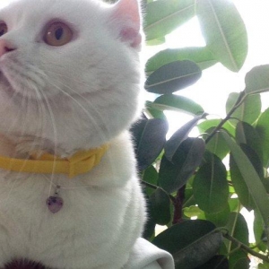 Кот для вязки, cutlesdirmek ucun
Ищем кошечку для вязки, многократный