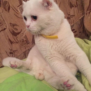 Кот для вязки, cutlesdirmek ucun
Ищем кошечку для вязки, многократный