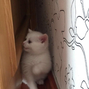 Şotland dişi pişik. Aktiv və sevimli pişikdir. Sərbəst yemək yeyir