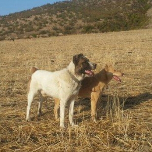 salam it satlir qurd basardi 18 ayliqdi körpeliyinden ozumde olub Zaka