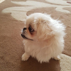 6 ayliq disi pekines . oynamagi, gezmeyi  xoslayir. Yalniz evde saxlan