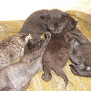 Этим котятам нужен дом, чис