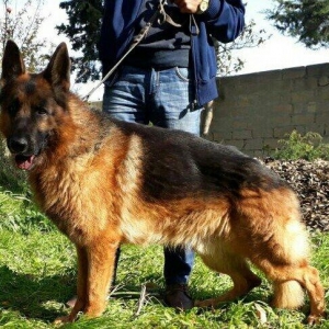 satlir elevae mellumat ucun whatsap ve ya telde elaqe saglaya bilersiz