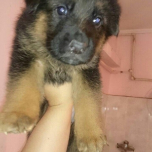 Nemeckie ovcarki. Wenata uje mesacnie. Est foto mnogo,tolko po watsap.