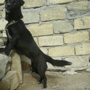 zvanok 1 yasi var disidi, yaxsi heyət  qorumaqi v