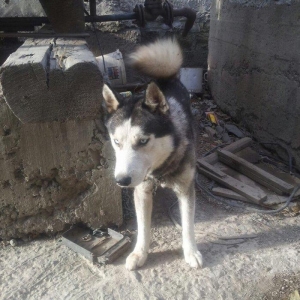 Shekil oz shekilidi. Gozleri goydu. Butun vaksinalari vurulub 7 ayliqd