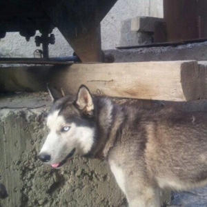 Shekil oz shekilidi. Gozleri goydu. Butun vaksinalari vurulub 7 ayliqd