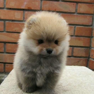 Предлагаются померанцы. На фото реальные щенки. Первые три фотки -три