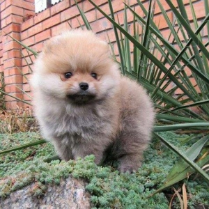 Предлагаются померанцы. На фото реальные щенки. Первые три фотки -три