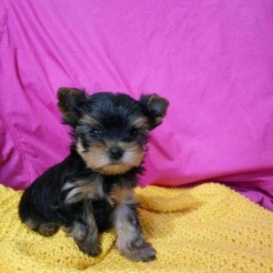 Продаются йорки. Мальчик и 