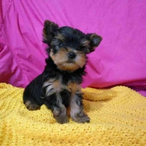 Продаются йорки. Мальчик и девочка. Чистопородные и здоровые.