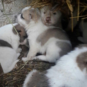 yaxşı çoban iti balasıdı 4 baladı 2 erkəy i