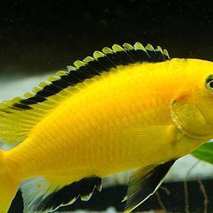 Labidochromis caeruleus