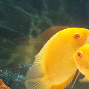 Severum amazon sularının balıgı 15-16sm. 
Şə