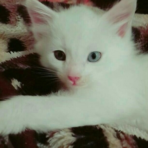 Турецкая ангора 2 года повязана даёт отличных белых котят рожать