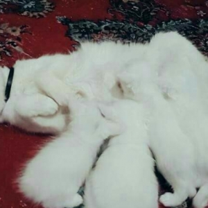 Турецкая ангора 2 года повязана даёт отличных белых котят рожать